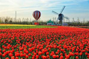 荷兰花海